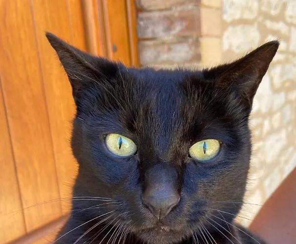 Ferienhaus La Petite Maison Dans Le Quercy Cayriech
